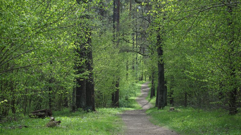 Positieve audit PEFC bosbeheer